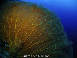 A magnificent example of a Giant Sea Fan (Annella mollis)... by Marko Perisic 
